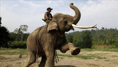فيل ثائر يقتل 14 شخصا في الهند