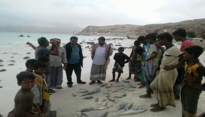 فريق بحثي: نفوق الأسماك في سقطرى يتزايد و عمليات جرف تمارسها سفن أجنبية