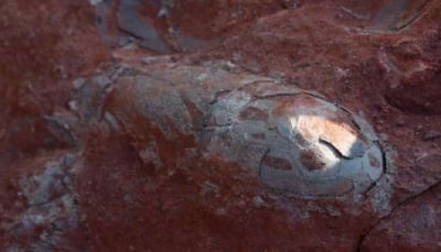 عمرها 130 مليون عام.. العثور على 20 بيضة ديناصور في الصين (فيديو)