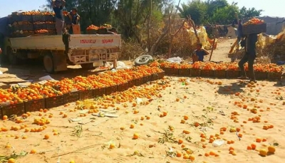 مأرب تعيش موسم حصاد فاكهة البرتقال (صور)