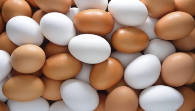 ما هو الفرق بين البيض الأبيض والبيض البني (الأحمر)؟