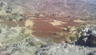 مليشيا الحوثي تعتدي على مزارع تابعة لأسرة "الضحياني" في مريس بالضالع