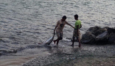 وكالة تركية تعلن استعدادها دعم القطاع السمكي في اليمن وتعويض الصيادين المتصررين