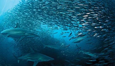 في مشهد غريب.. آلاف الأسماك تحلق فوق الماء (فيديو)