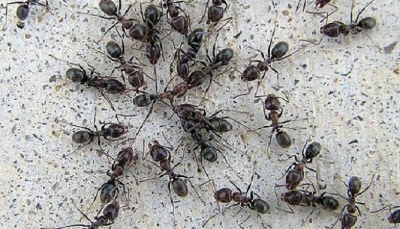 شاهد الفيديو المذهل.. جيش من النمل ينفذ «هجوماً كاسحاً» على عش دبابير