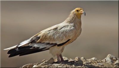 تدشين فعاليات اليوم العالمي للطيور الجارحة في أرخبيل سقطرى