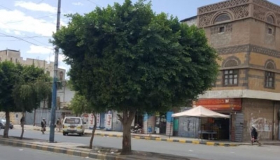 شاب يمني يسكن فوق شجرة
