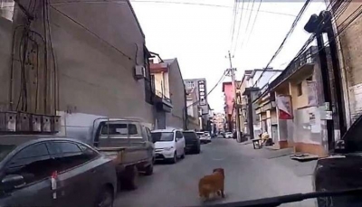 شاهد- كلب يدل سيارة الإسعاف إلى مكان صاحبه المريض
