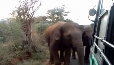 شاهد - فيلة تهاجم حافلة ركاب
