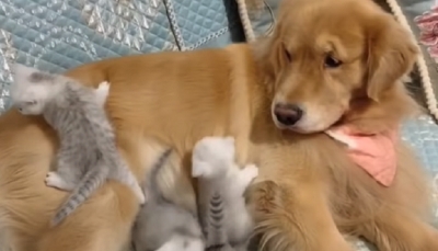 في مشهد مؤثر.. كلب يصادق قططا حديثة الولادة (فيديو)
