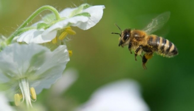 باحثون يكشفون عن قدرة أدمغة النحل على ربط الرموز بالأرقام