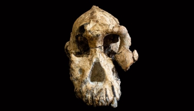 جمجمة لأشباه البشر عمرها حوالي 4 ملايين عام