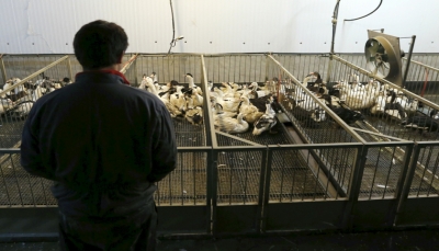 السعودية تعلن تفشي إنفلونزا الطيور في مزرعة وتعدم 358 ألف طائر