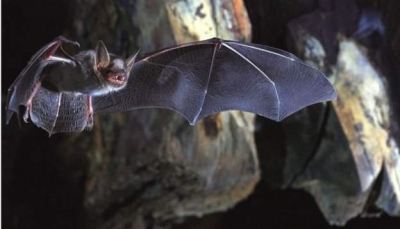 علماء يكشفون سر حمل الخفافيش للفيروسات دون التأثر بها