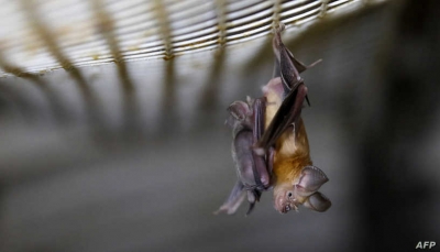 علماء يحذرون من فيروس جديد يهدد البشر مصدره "الخفاش"