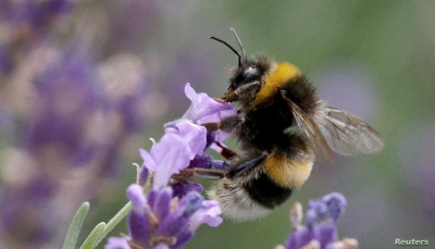 ليس في العسل.. الكشف عن علاج في النحل يفتك بخلايا السرطان 