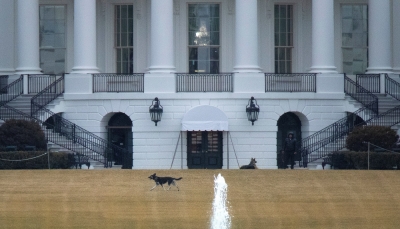 طرد كلبَيْ جو بايدن خارج البيت الأبيض بسبب حادثة "عض" رجل أمن