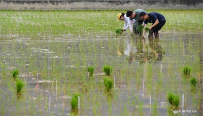 نمت في الفضاء.. الصين تبدأ بزراعة شتلات الأرز الفضائي
