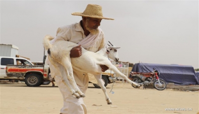 الحديدة.. مليشيا الحوثي تمنع بيع إناث الأغنام والأبقار في قرار أثار استياء المواطنين
