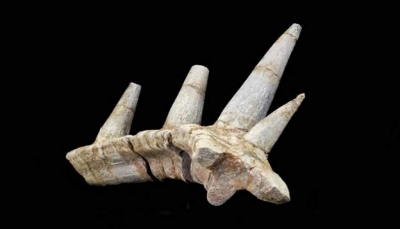 العثور على ديناصور "مدرع" عمره 165 مليون سنة في المغرب