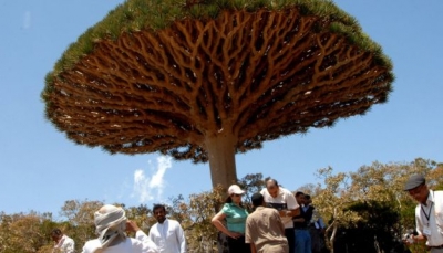 نبات نادر "يشبه الزجاجة" على أرض جزيرة سقطرى اليمنية (صور)