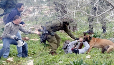 فيديو يُظهر كلبا تابع لقوات الاحتلال الإسرائيلي ينهش فلسطينيا خلال اعتقاله