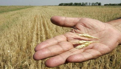 العالم العربي يخشى نقص إمدادات "القمح" بعد غزو روسيا لأوكرانيا