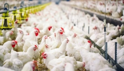 هل يصاب البشر بإنفلونزا الطيور من أكل البيض والدجاج؟