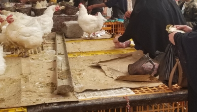 "حماية المستهلك" تطالب بإلغاء زيادة حوثية في أسعار الدجاج بصنعاء