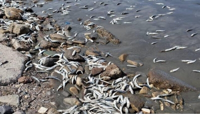 هيئة حماية البيئة تكشف عن أسباب نفوق الأسماك في ساحل أبين بعدن