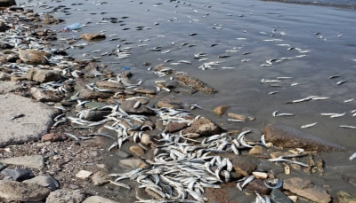 الحكومة توجّه بتشكيل فريق لتقييم أسباب نفوق الأسماك في عدن
