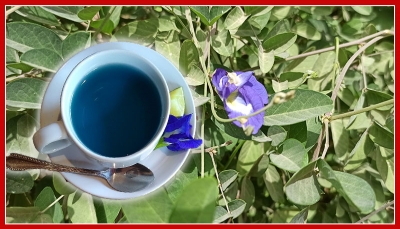 له فوائد صحية كثيرة وعجيبة.. نجاح تجربة زراعة "الشاي الأزرق" في اليمن.. هل تبدأ من وادي حضرموت؟