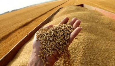 اليمن يبدأ مفاوضات مع الهند لتسهيل عمليات استيراد القمح