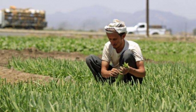 تجنيد مزارعي اليمن في الحرب: استقطاب المقاتلين من الريف