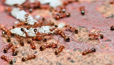 هاجمت المحاصيل والمواشي.. النمل يغزو سبع قرى هندية ويتسبب بأضرار كبيرة