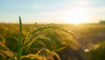 علماء ينجحون في تسخير ضوء الشمس لزيادة المحاصيل الزراعية 