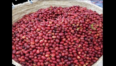 صنعاء.. مليشيا الحوثي تنهب مزارعي حراز كميات كبيرة من محصول البُن بذريعة "الزكاة"