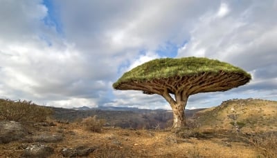 "شجرة دم الأخوين".. كيف ساعد أبناء جزيرة سقطرى اليمنية على منع انقراض الشجرة الأسطورية؟