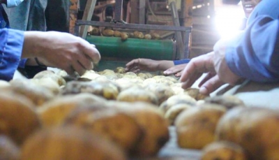 مليشيا الحوثي تحظر على المزارعين في مناطقها استيراد بذور البطاط