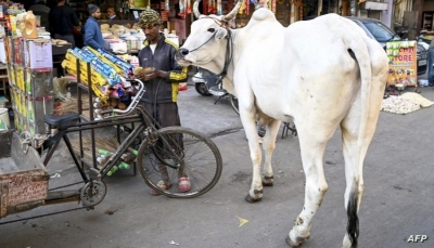 حرق مسلمين حتى الموت في الهند بسبب "الأبقار" التي يقدسها الهندوس