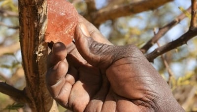 كيف تهدد معارك السودان صناعة "كوكاكولا" و"بيبسي"؟