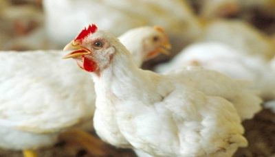 في إطار حربها الاقتصادية.. مليشيا الحوثي تمنع استيراد الدجاج المجمد إلا من تجارها