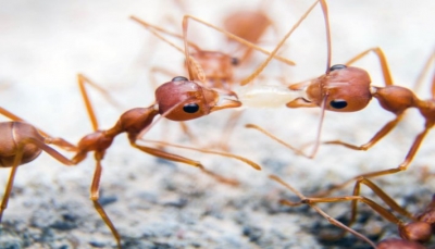 لديه نظام اتصالات متخصص وفريد.. كيف يفر النمل فجأة ويتجمع فجأة؟