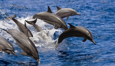 بالإطعام غير القانوني.. البشر يعلمون "الدلافين" التسول ويعرضونها لمخاطر متعددة