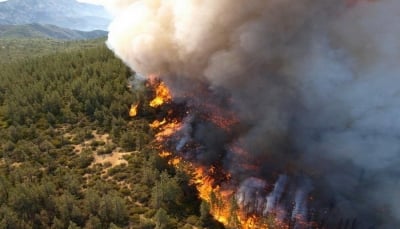 ماهي أكبر حرائق الغابات في التاريخ الحديث؟