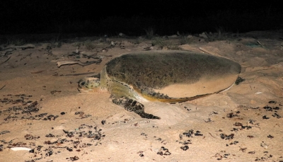 اليمن.. السلاحف البحرية مهددة بالانقراض بسبب نقص الذكور نتيجة التغيّر المناخي