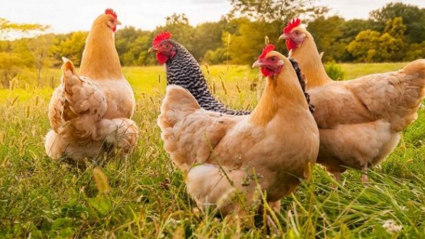 في حادث غريب.. تعرف كيف اجتمعت دجاجات على قتل ثعلب؟
