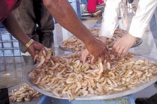 وزارة الثروة السمكية تعلن إغلاق موسم صيد "الجمبري"