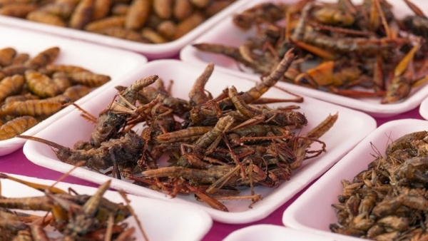 دراسة تكشف: أكل الحشرات "يحميك" من أحد أخطر أمراض العصر