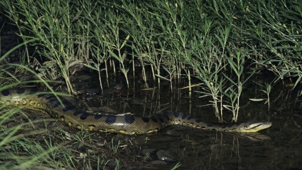 ثعبان ضخمة تقتل تمساحا في معركة دامية (فيديو)